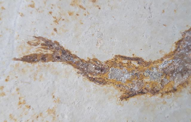 Leptolepides sprattiformis (BLAINVILLE 1818) - Bild &copy; FossNet FossilienStore